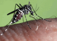 اقدامات پیشگیرانه شهرداری منطقه ی چهار در مقابله با پشه آئدس